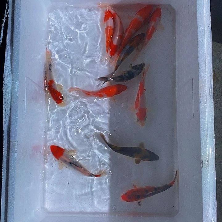 锦鲤锦鲤活鱼开箱包活