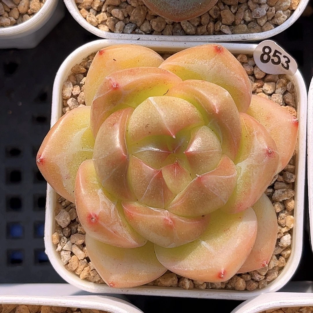 853一物一拍 寻枝