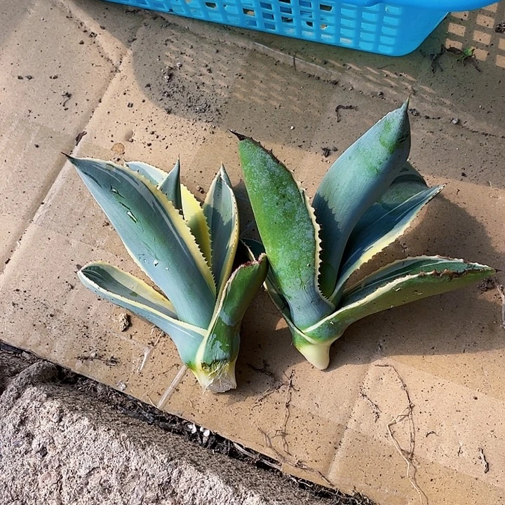 树***S完全开放波浪叶龙舌兰