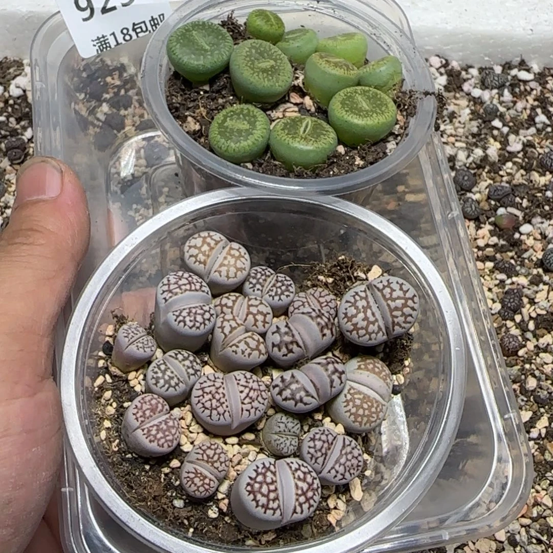 芭***依925。