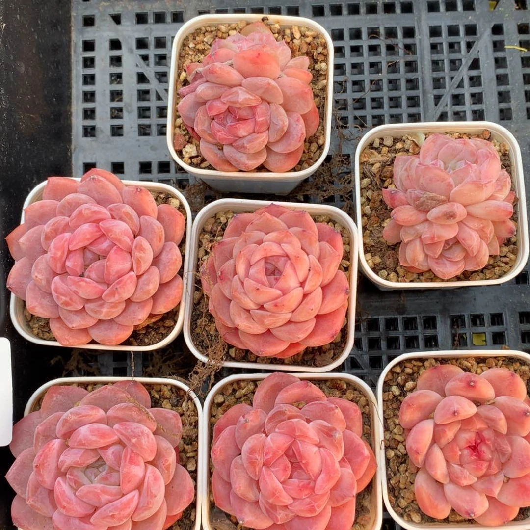 0307-07 糖心优选7颗