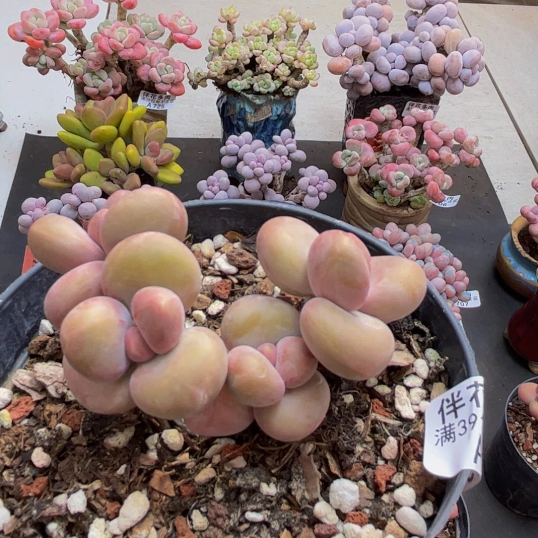 739/6cm芒果kk奶多肉