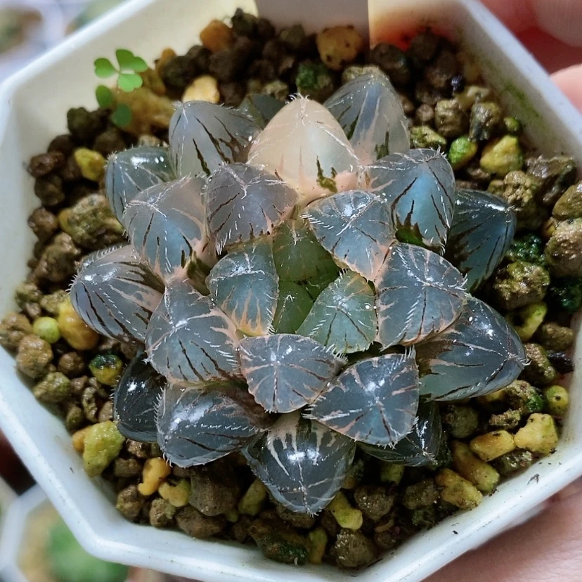 【闪购商品】10福利巨大赤线玉露锦