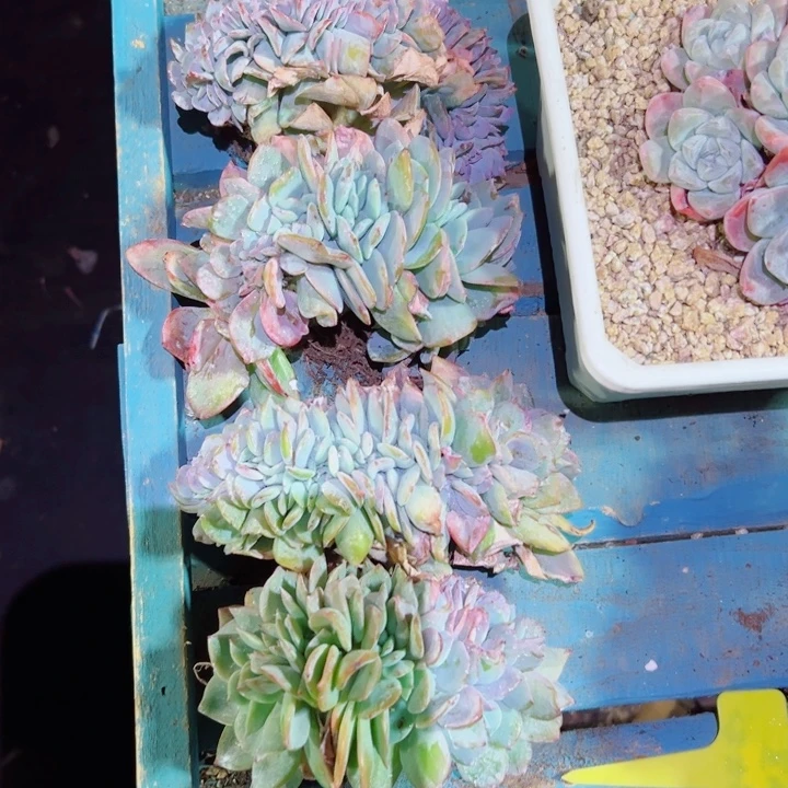 精品多肉植物老桩凤缀随机发货