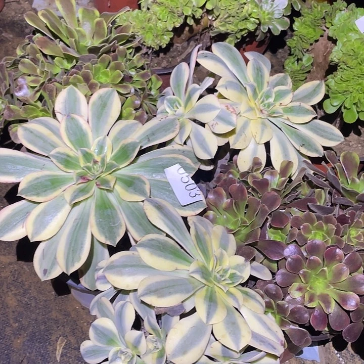 无*梦多肉植物断枝不包503法师5颗