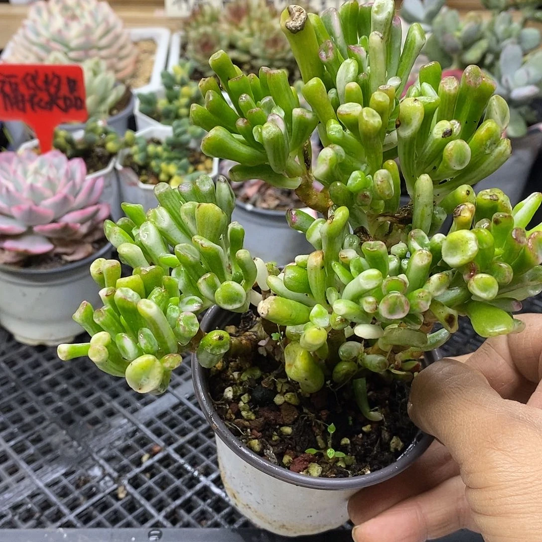 1667 老桩吸财树锦自然群