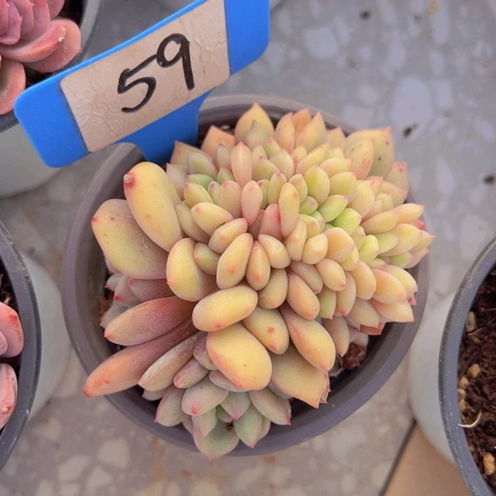 健健康康平平安安