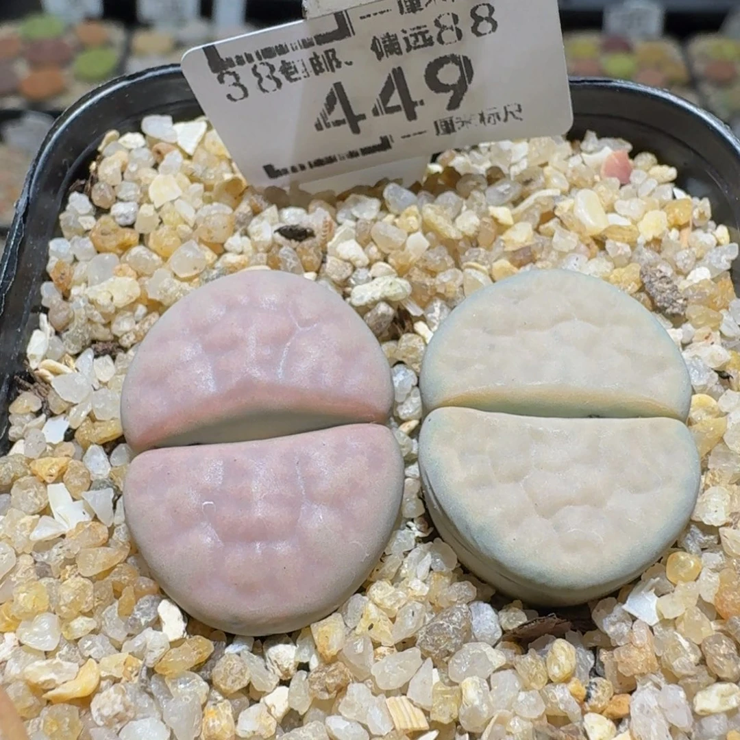 Ssss精品生石花449