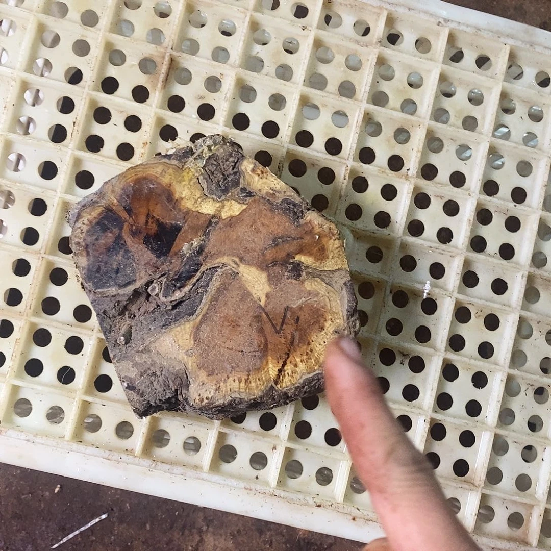 弓***）无花朵00000000000196