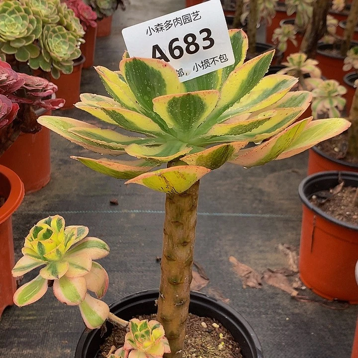 683燕姿不包生死