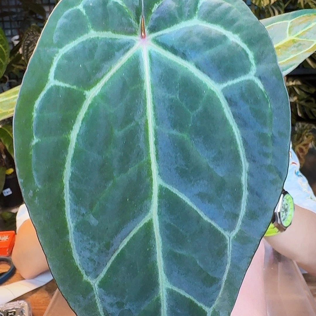 R***M完全开放D118紫水晶杂华丽