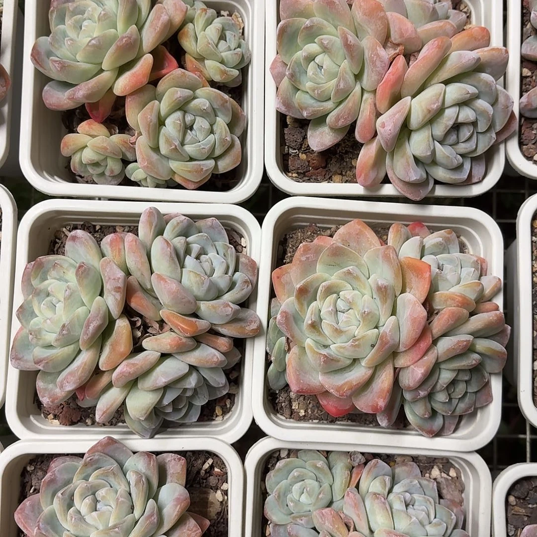 冰玉群精品12㎝满盆