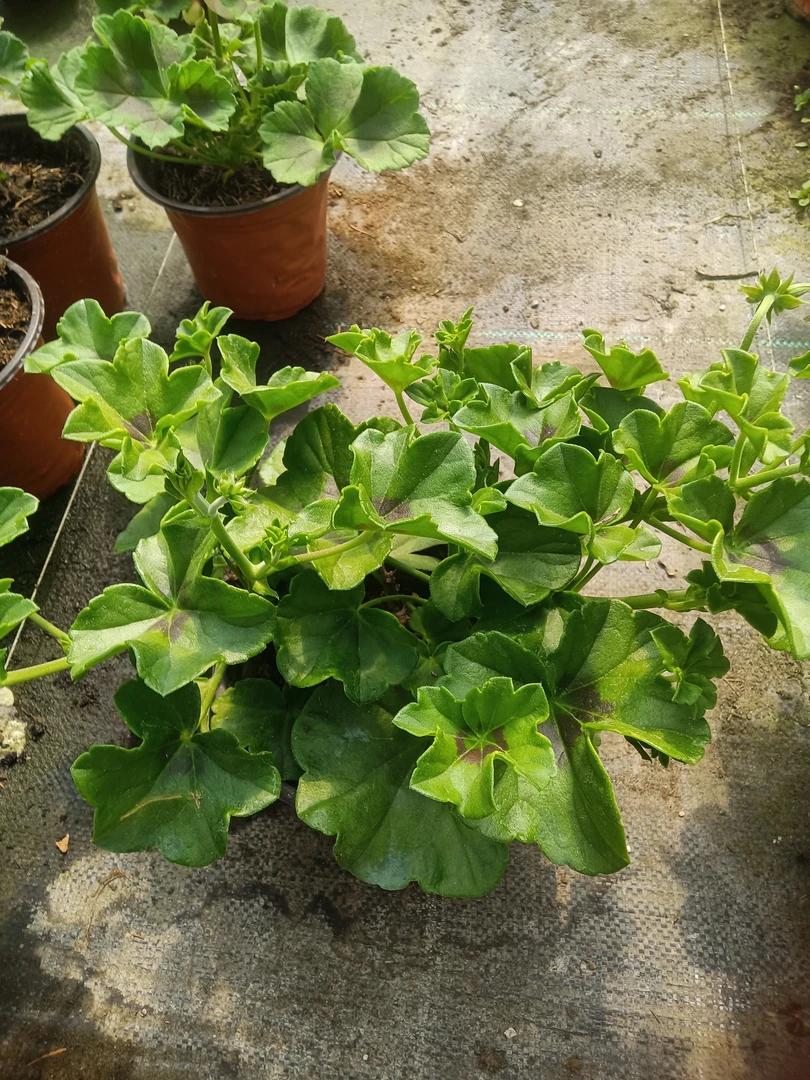 洛丽塔垂钓型天竺葵勤花包对版