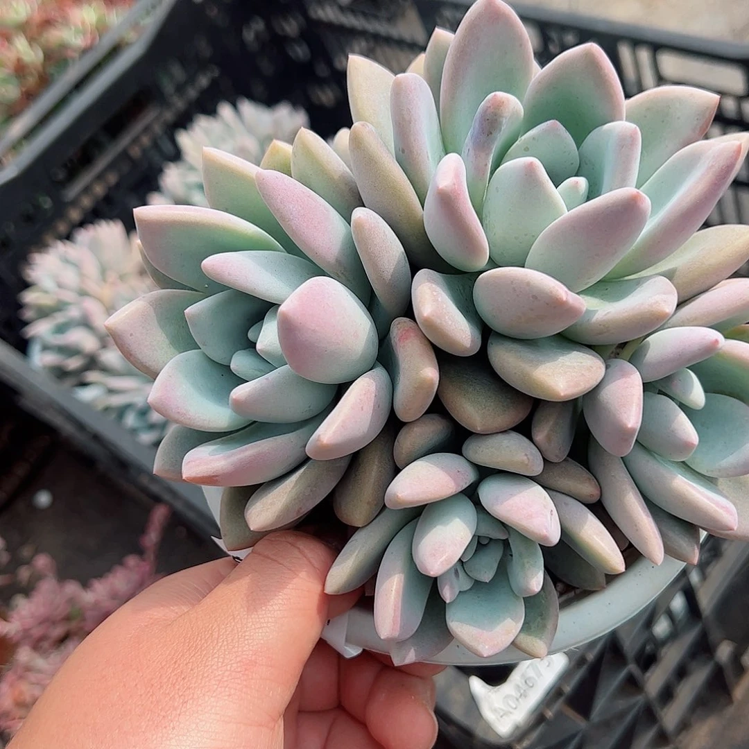 奥普琳娜四头起整桩