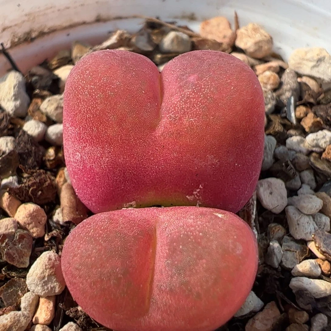 452多肉植物百科