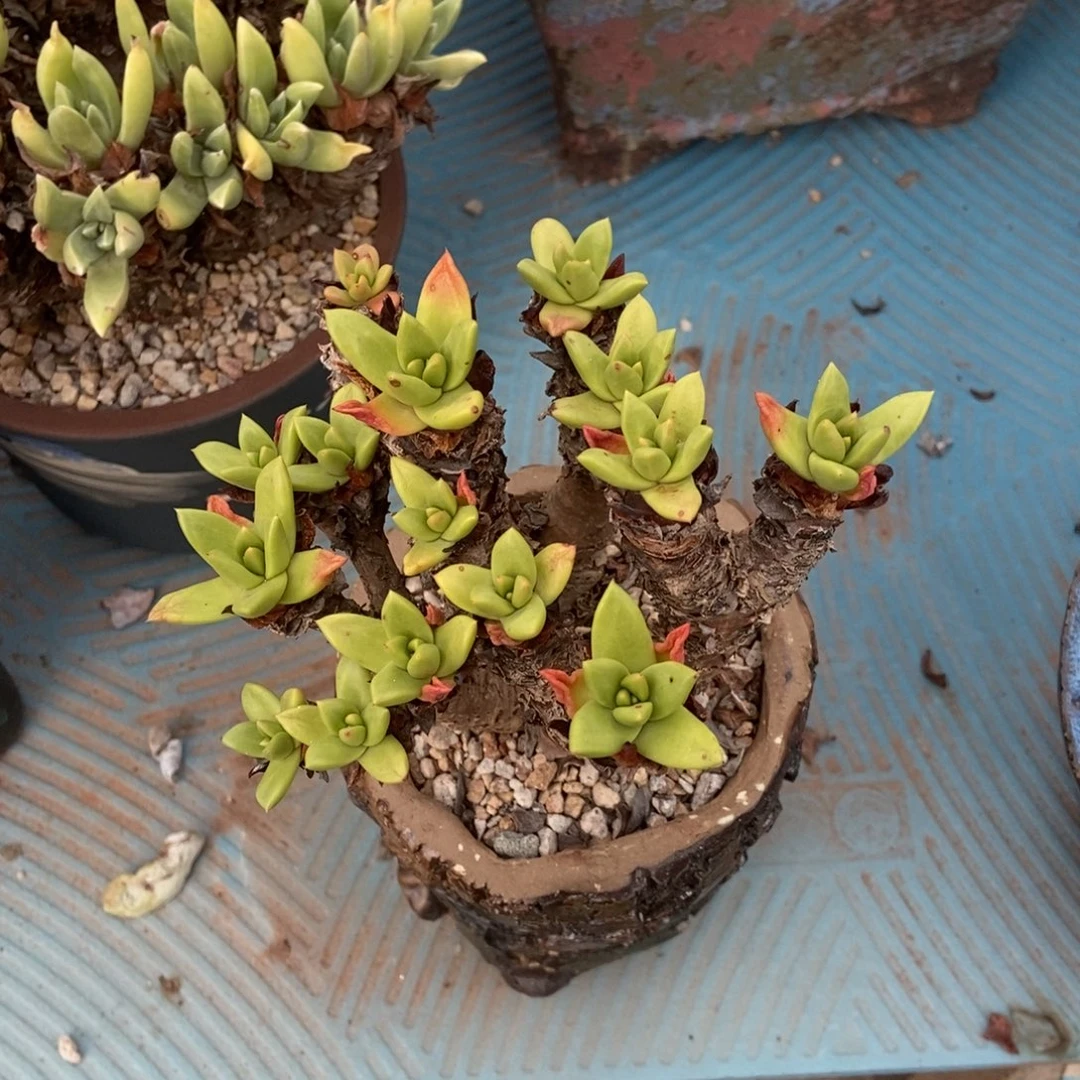 特价多肉植物啦啦啦