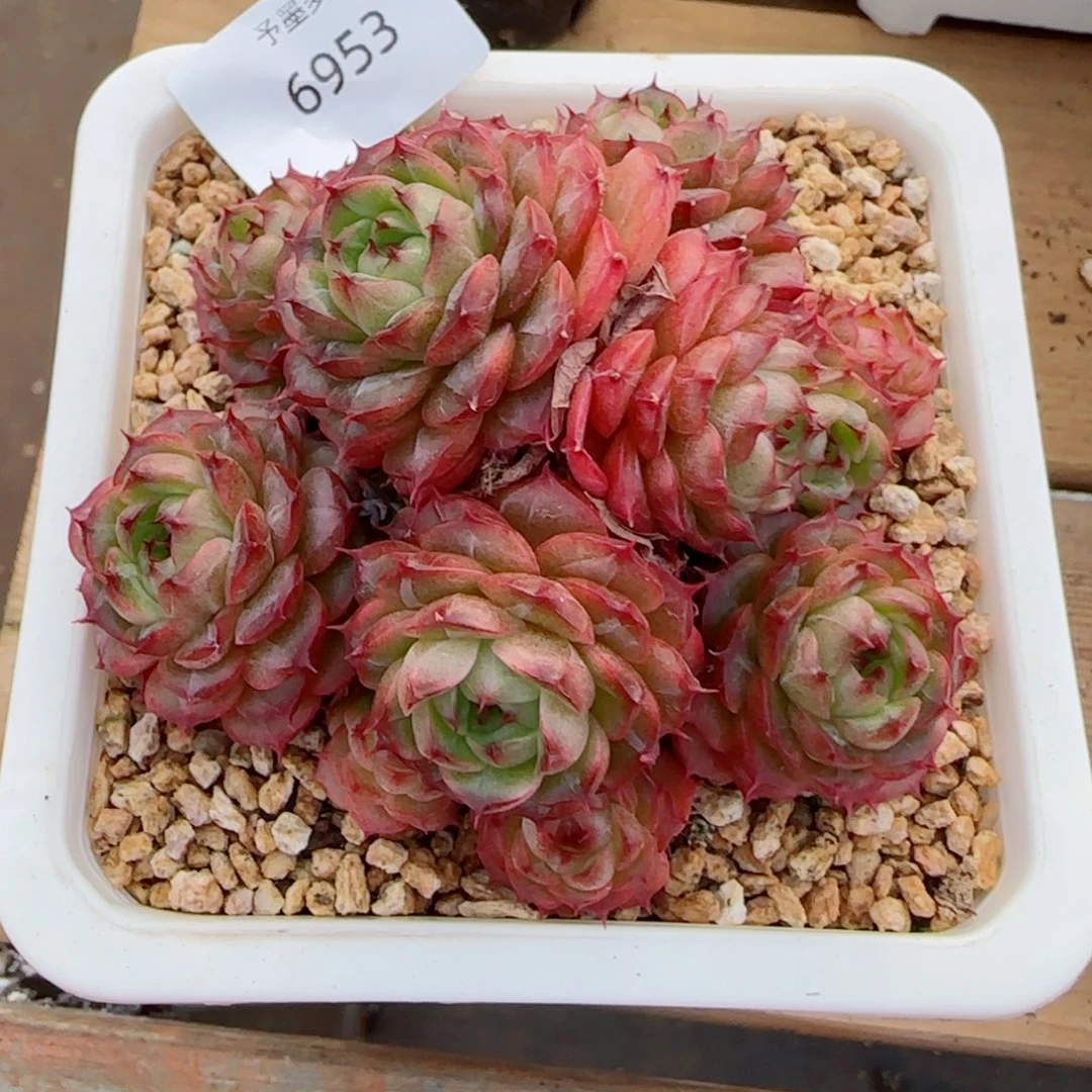 麦秆群，6953带盆发不包整