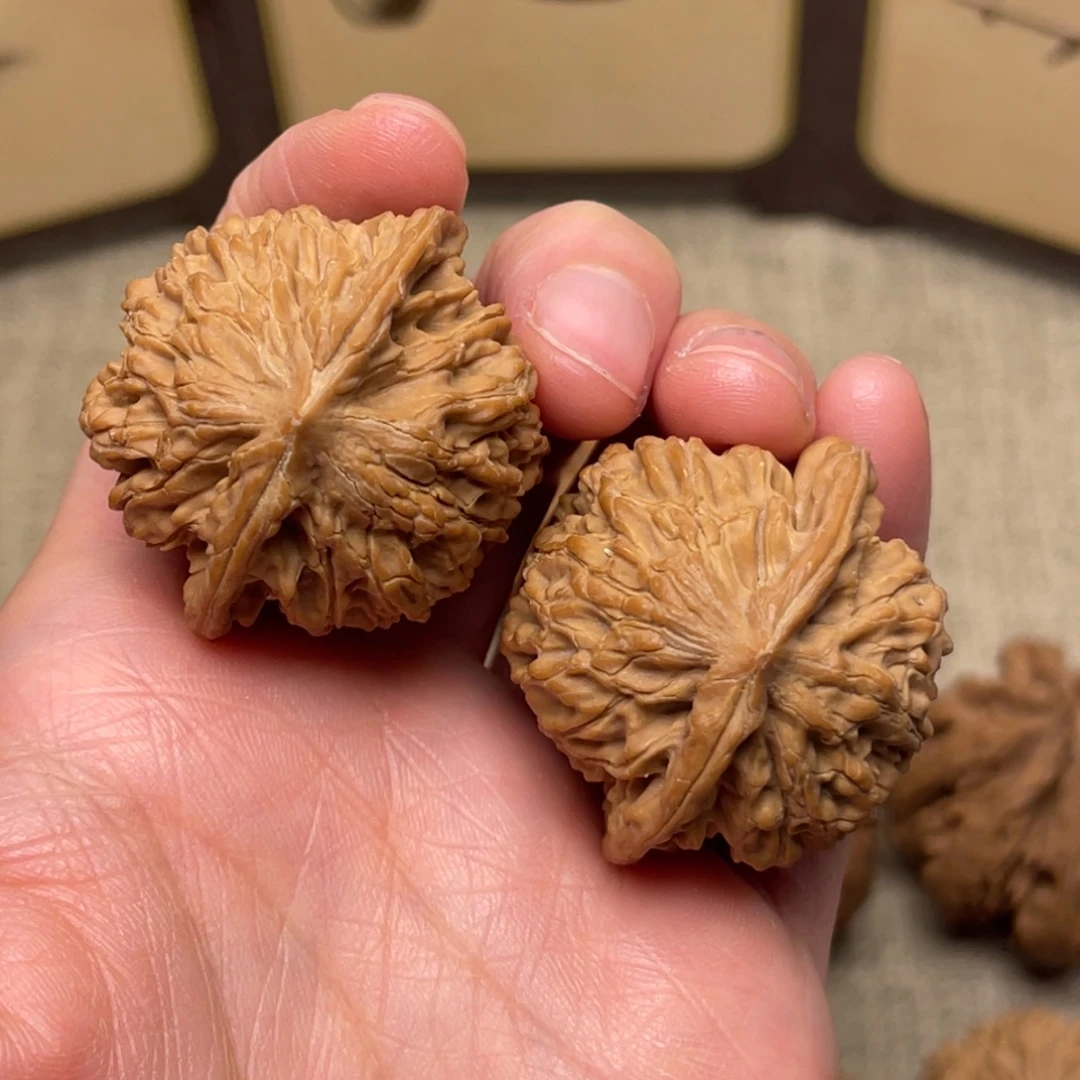 核桃秦岭核桃38号