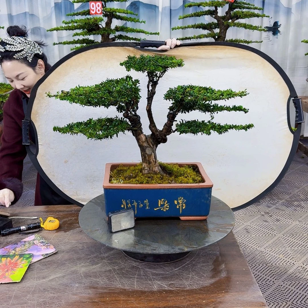无花朵罗汉松880888888