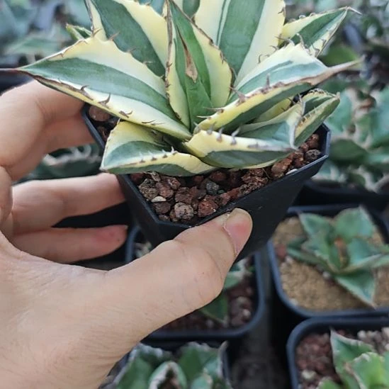 暴牙仁王冠龙舌兰