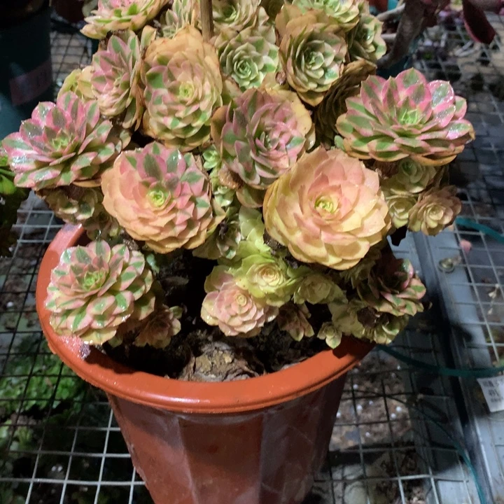 柳***英178雨荷多肉植物特价