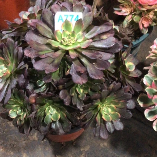 郑***雪无花朵烟花法师多肉植物774号