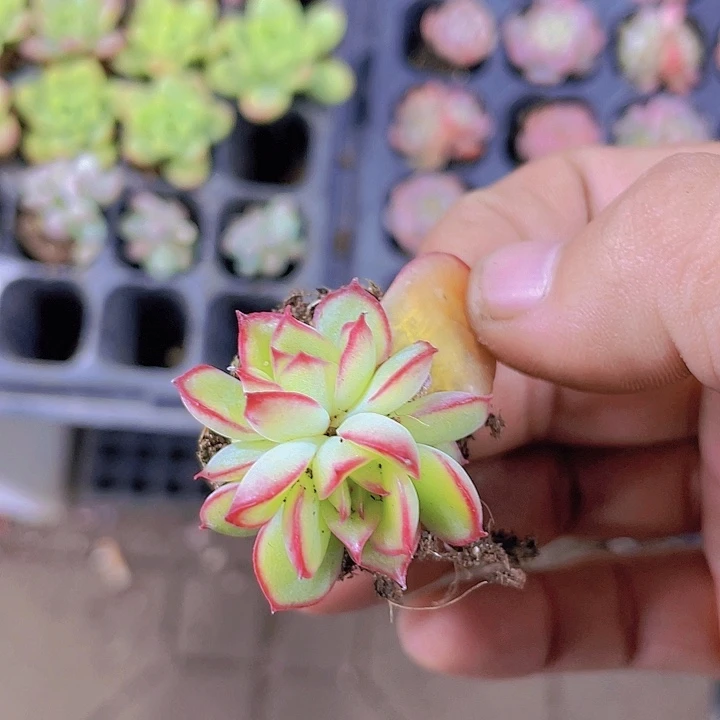 萤火虫【满10颗包邮】