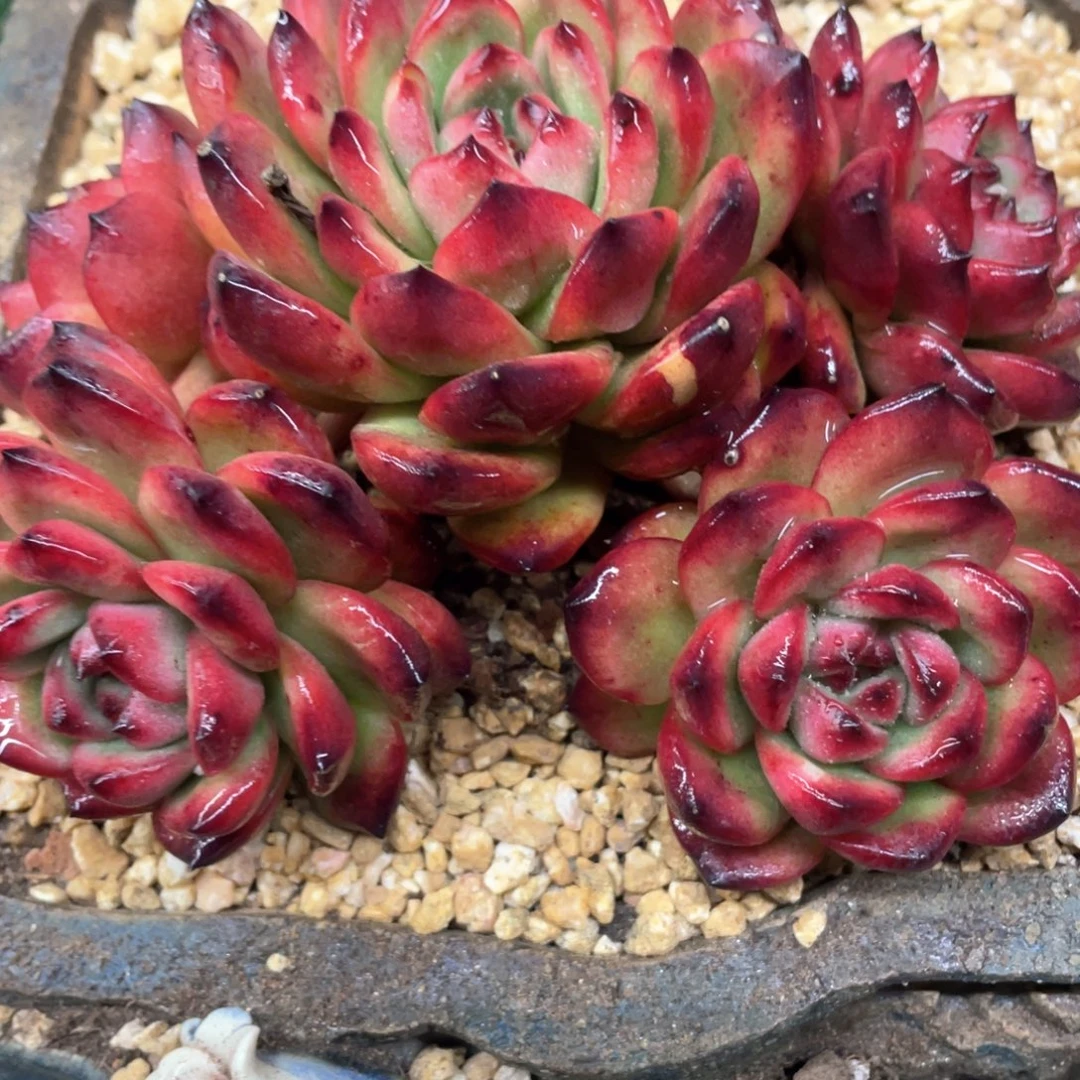 Tm 一物一拍28包邮非偏远