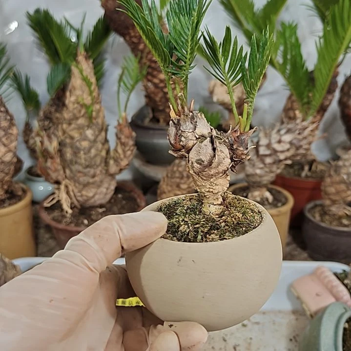 飞***宿无花朵白鳞铁盆景基地价