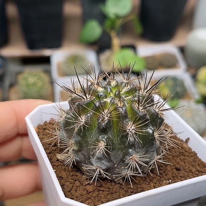 无花朵输入种源智利球