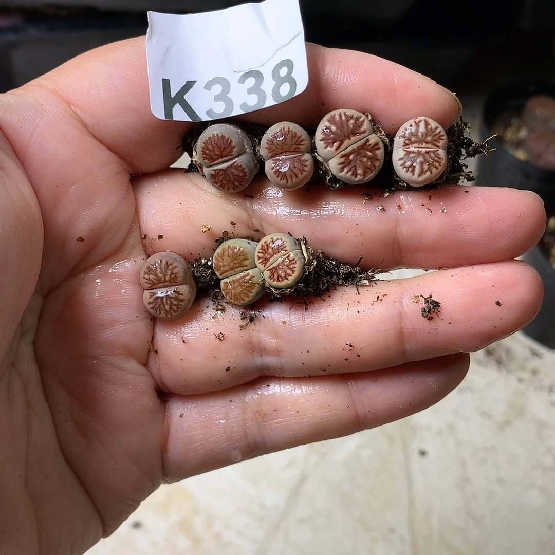 且****8K338多肉植物保护