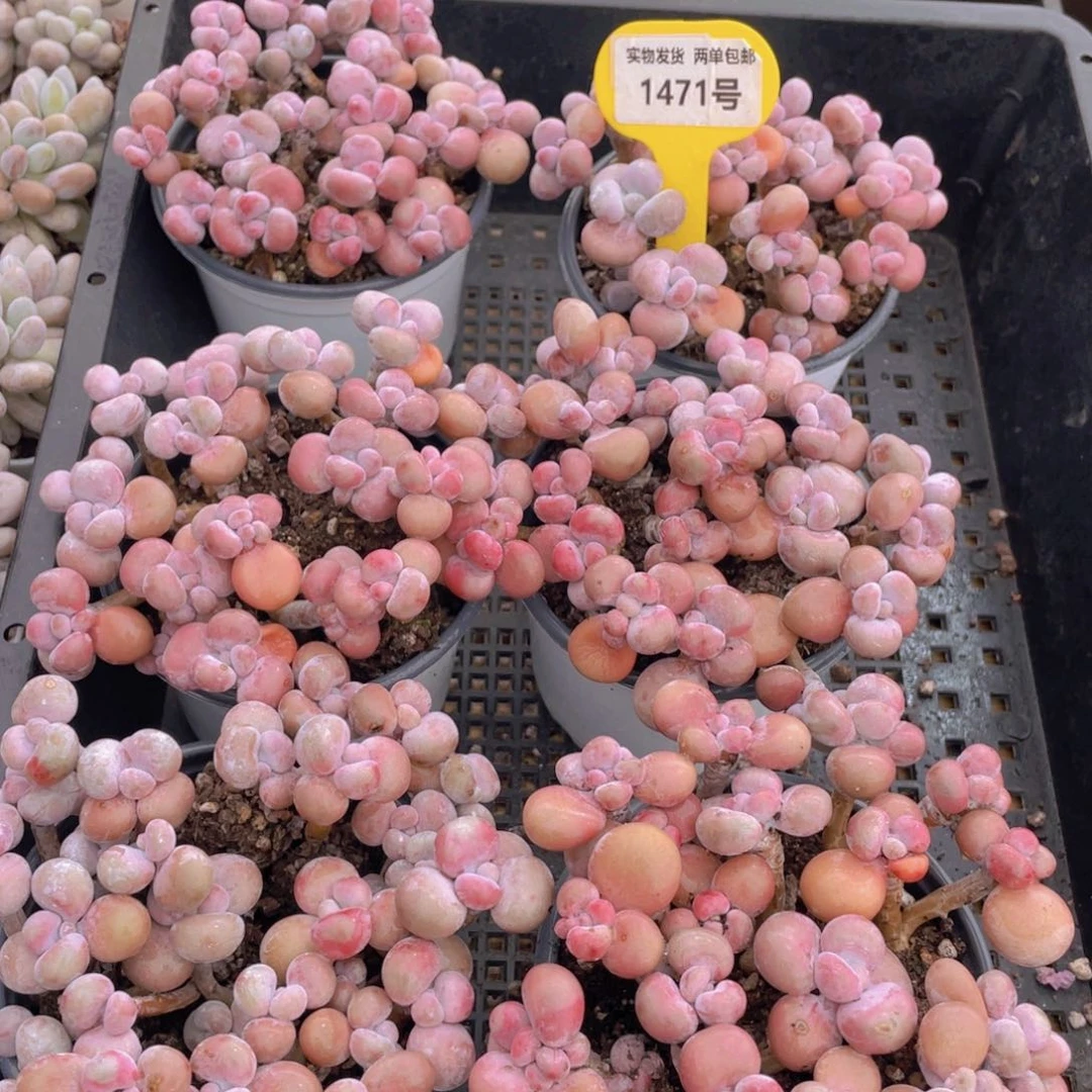 1471号 开播福利 丸叶腰子桃蛋老桩组合满满一盆