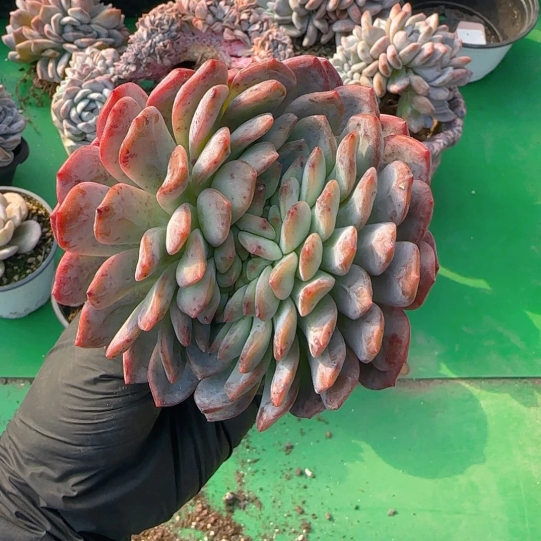 全明星缀化一颗1111