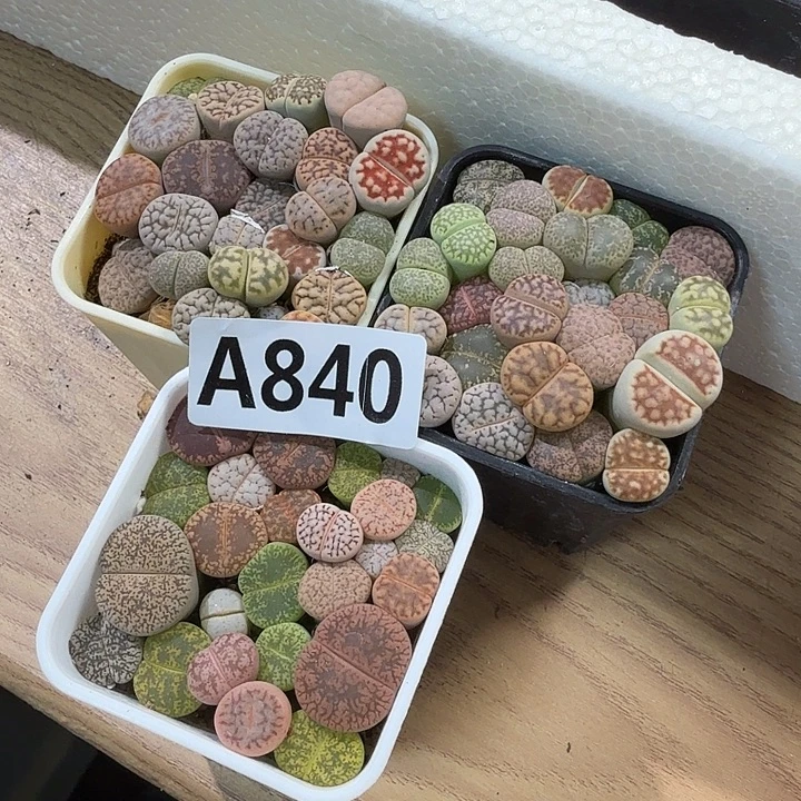 疾***星840生石花拼盆拼盆拼盆