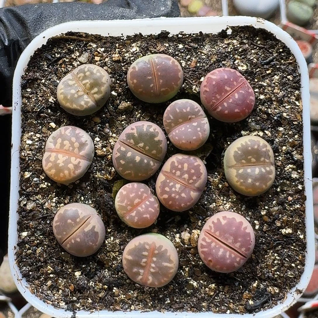 生石花111122。  1公分。  177