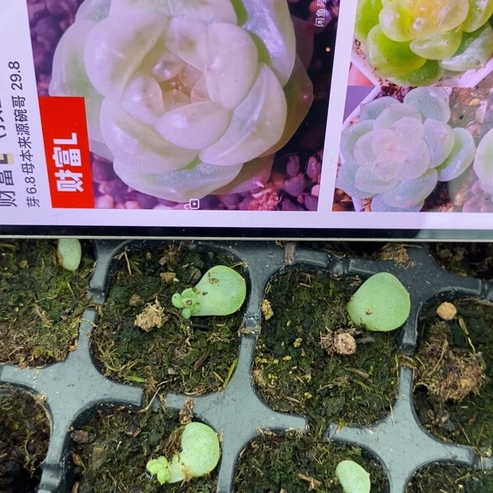 穴盘财富L芽苗一个多肉