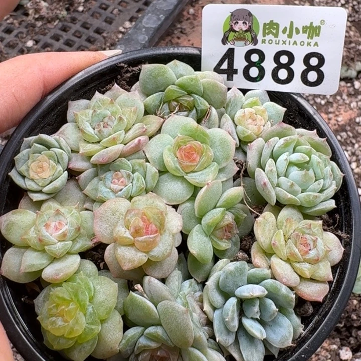 完全开放多肉植物多肉植物