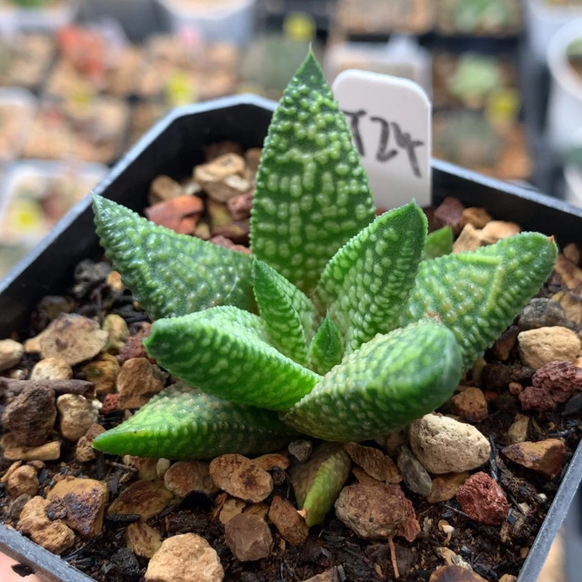 【闪购商品】24大理石女王