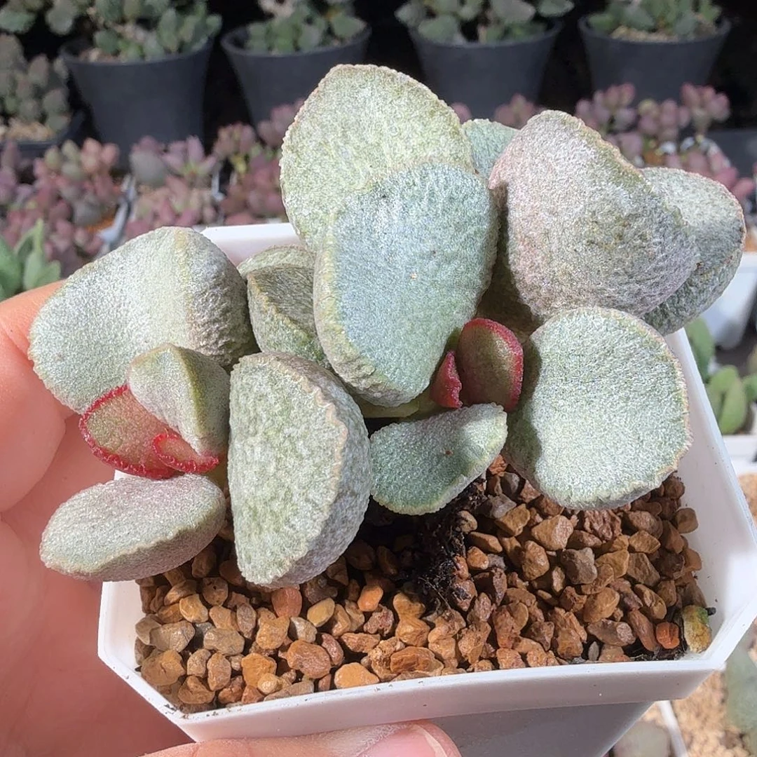 900号