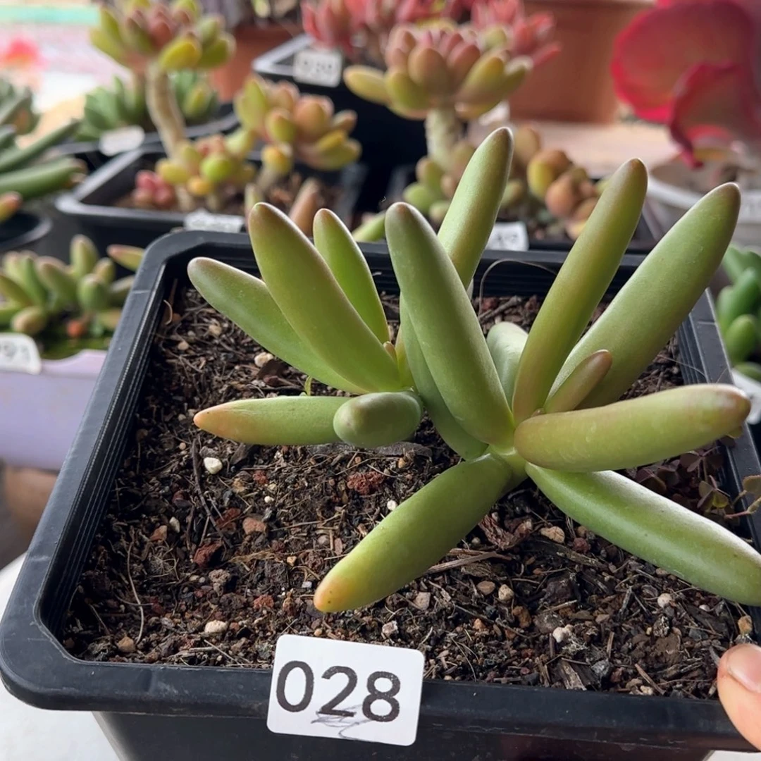028号 一物一拍 一物一拍