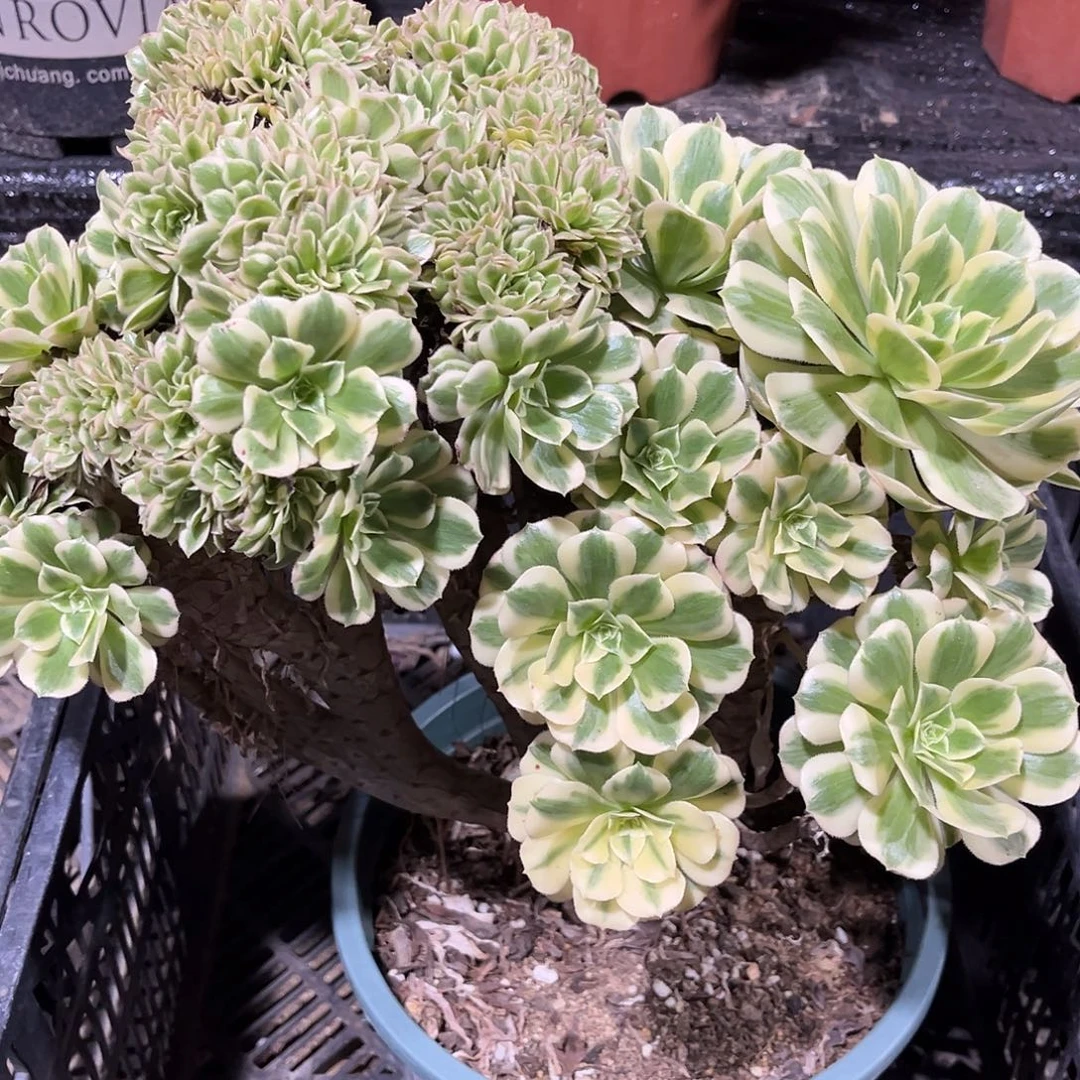 迈巴赫缀化法师多肉植物漂亮