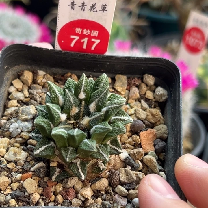 自根萝卜根黑牡丹一棵仙人球