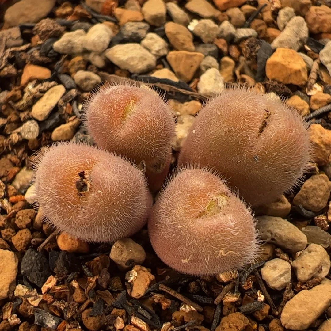 033多肉植物百科