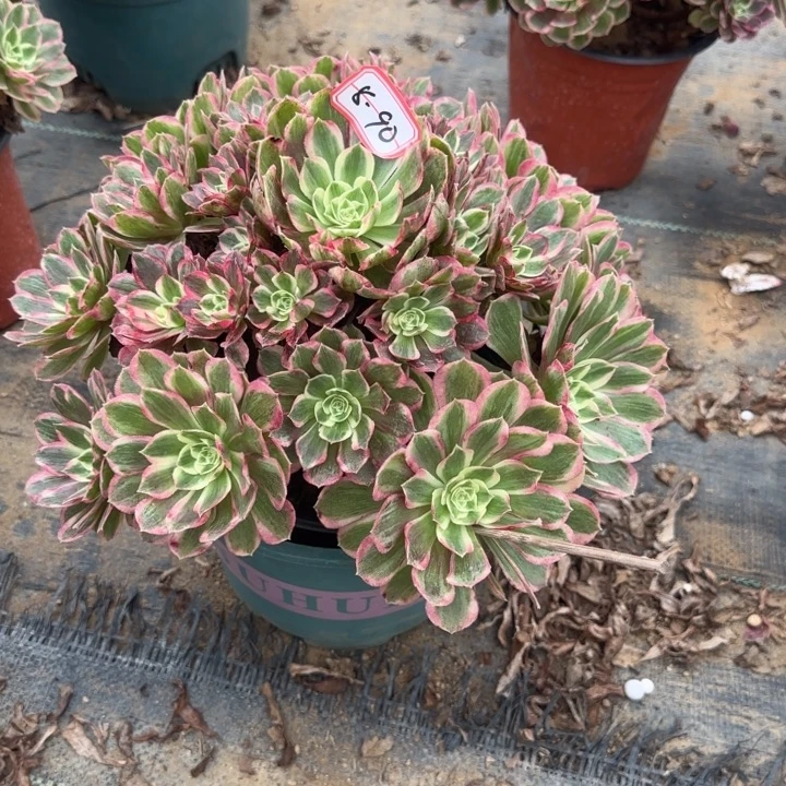 8-90孔雀翎多肉不包售后