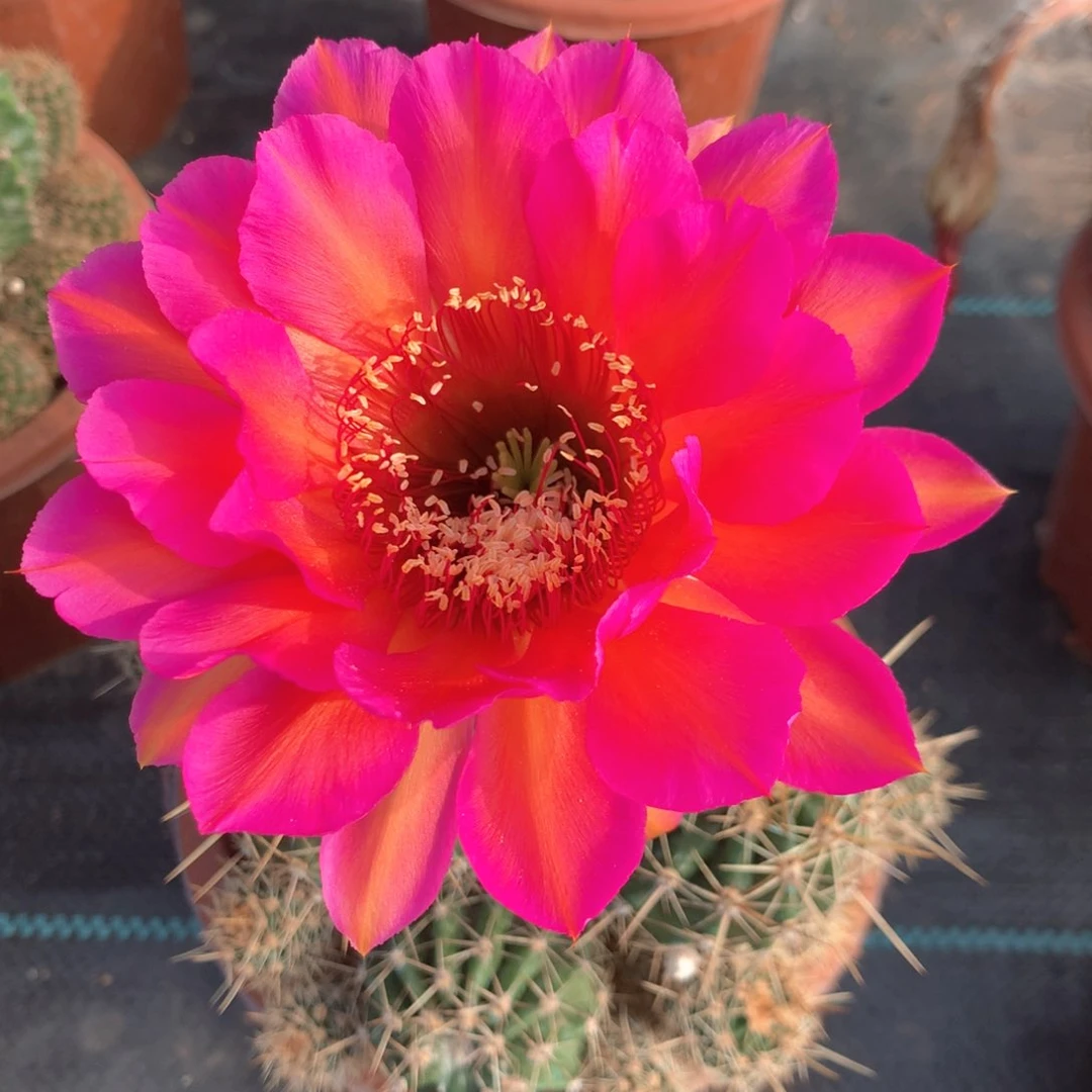 3993实生彩草大群