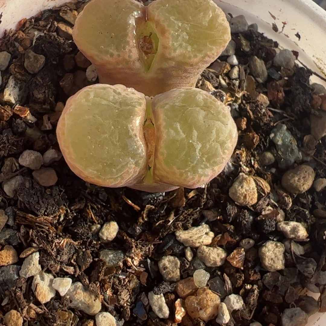 粉红风铃多肉植物百科