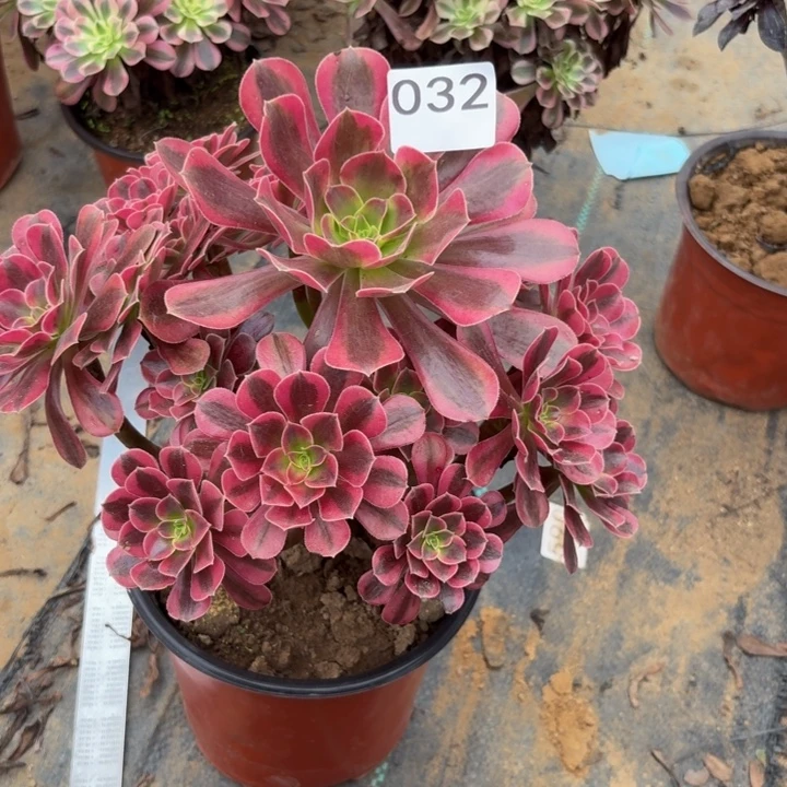 美杜莎多肉植物不包损032