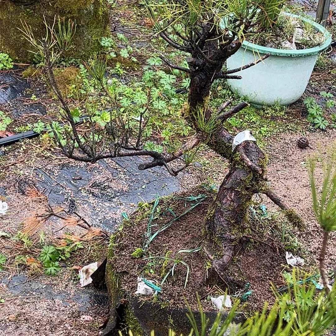 1绿**居3颗黑松 盆栽 包邮