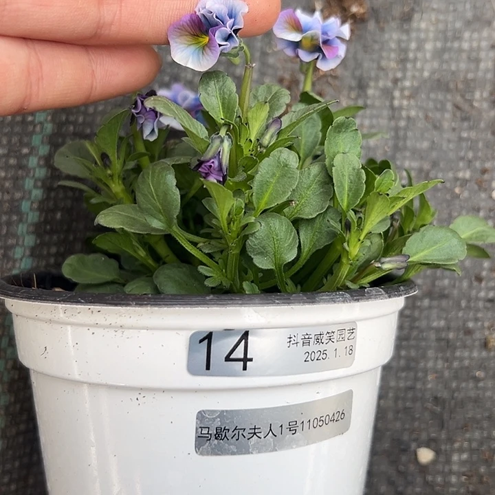 红陶抖音直播闪拍14