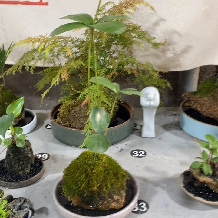 世***芳无花朵退款拉黑拉黑95